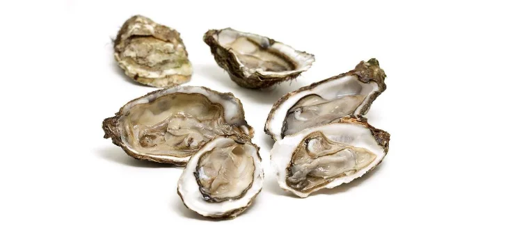 Обеспечить Halal Oyster экстракт Антивозрастная пудра для улучшения зрения 100 г-1000 г