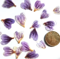 100pcs pressed dried 1 5 2 5cm malva sinensis cavan flower petals plant herbarium jewelry phone case photo frame diy making diy