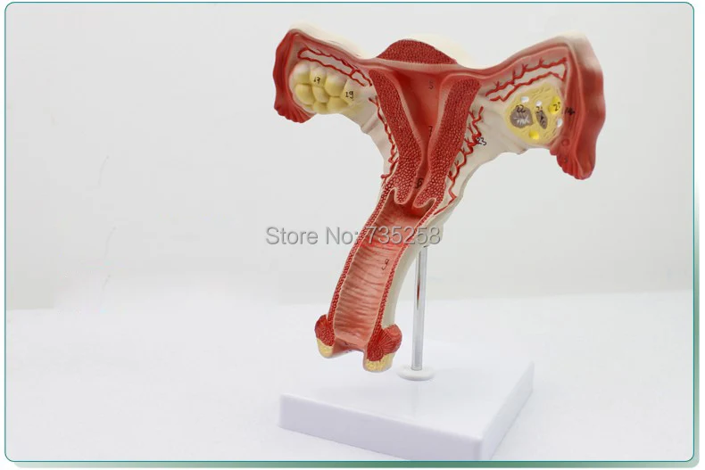 

Female Uterus Anatomical Model,Women Ovarian Uterus Model