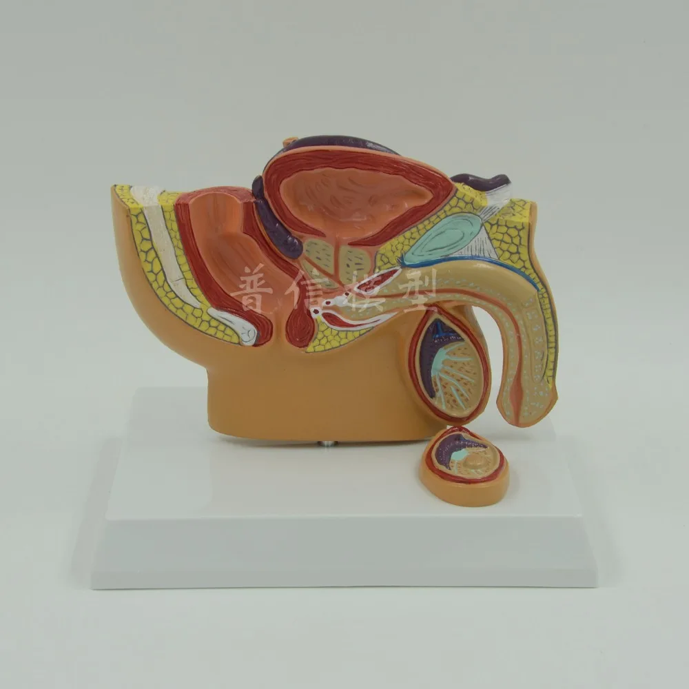 

Male Pelvic Testis Prostate Urinary Reproduction anatomical model Medical Science teaching supplies