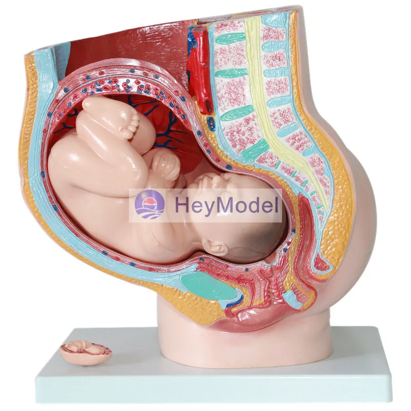 

HeyModel Pelvic with nine-month fetal model