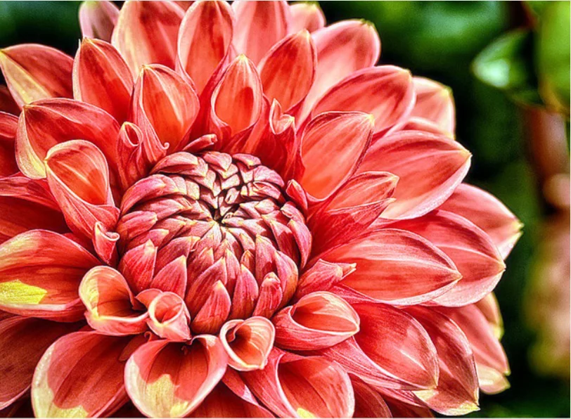 5D DIY Алмазная картина с изображением динозавра Солнцезащитный цветок круглая