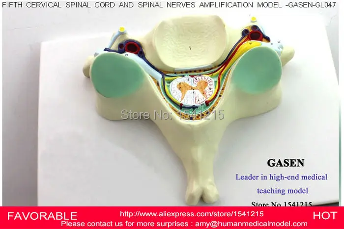 Пятая Шейная модель позвоночника спинного мозга шейного отдела для изучения вен