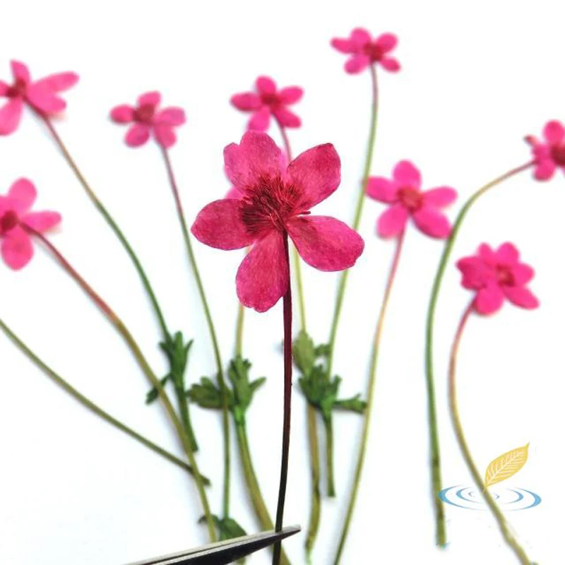 10 шт. сушеные цветы образцы дикие натуральные прессованные растения для