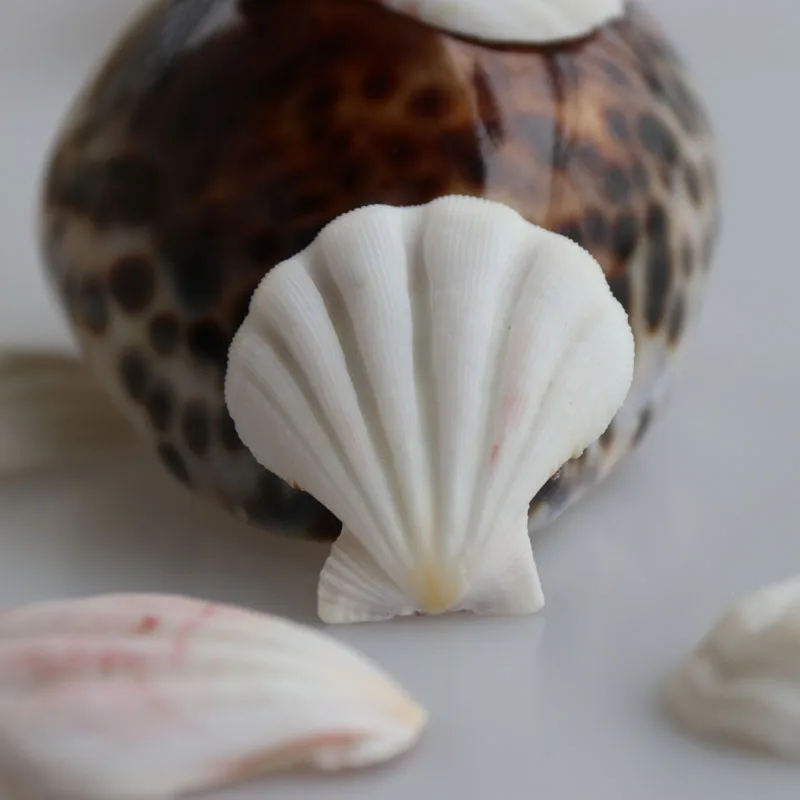 Бесплатная доставка (20 шт./лот) цвет толстый гребешок натуральная раковина и