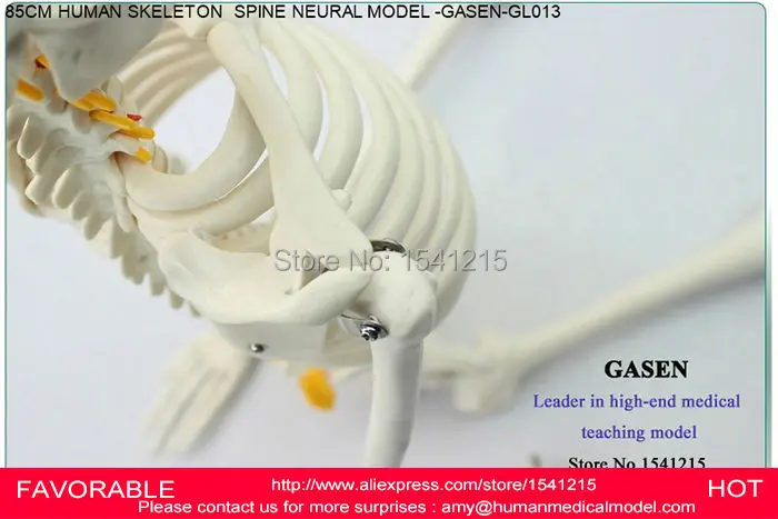 Анатомическая модель скелета анатомическая SKELETON GASEN GL013 человека|model skeleton|skeleton