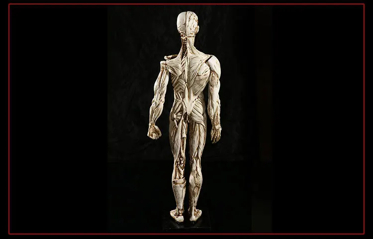 Резиновый мышечный человеческий череп для изучения анатомии модель