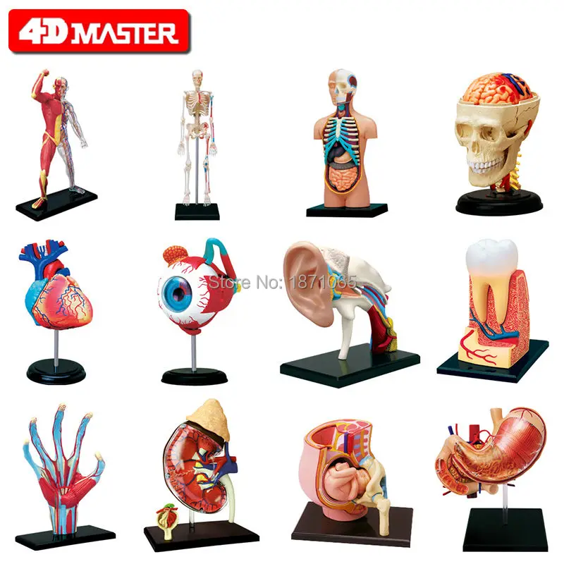 1 шт. человеческие волосы тела 4D Скелет Череп для изучения анатомии манекена