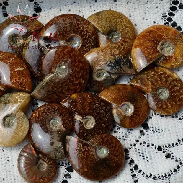 Натуральный нефритовый раковины fossil образец Фен шуй. Украшение дома|decorative