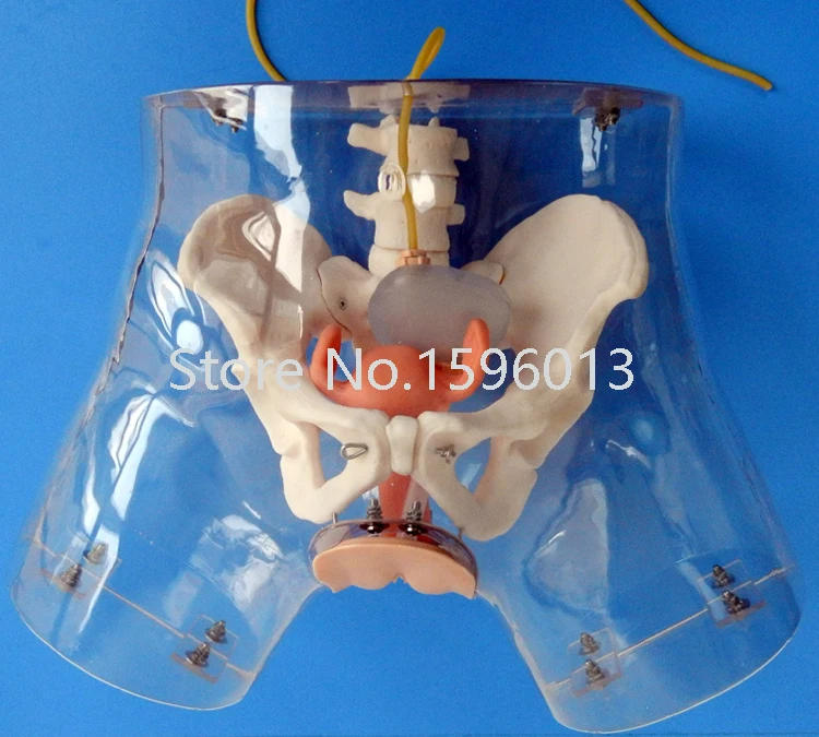 Прозрачный Женский симулятор катетеризации модель мочи | Канцтовары для офиса и