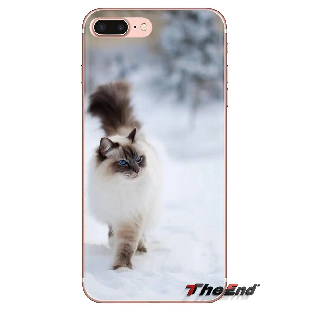 Pet ragdoll кошачьи голубые глаза прозрачные мягкие чехлы для iPod Touch Apple iPhone 4 4S 5 5S SE 5C 6 6S