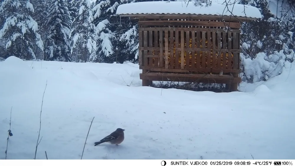 2," TFT Дикая камера s Trail охотничья камера HC801A 16MP 1080P IP65 Водонепроницаемый PIR датчик наблюдения за дикой природой