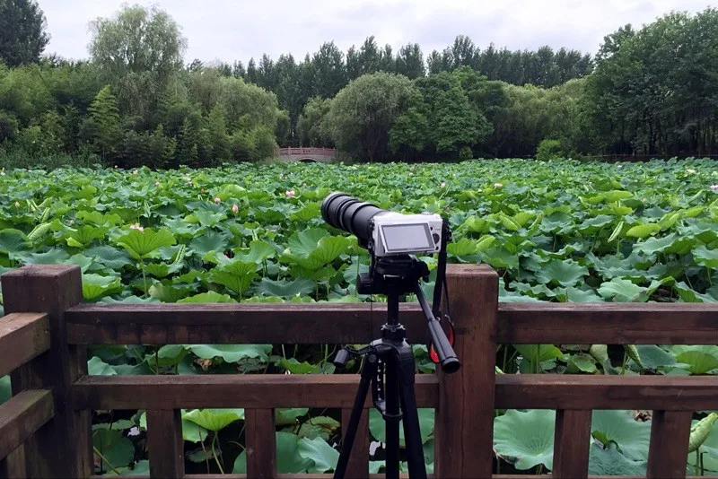 Lightdow 420-800 мм F/8,3-16 супер телеобъектив ручной зум объектив+ T2 адаптер кольцо для Canon DSLR камер EF EF-S Крепление объектива
