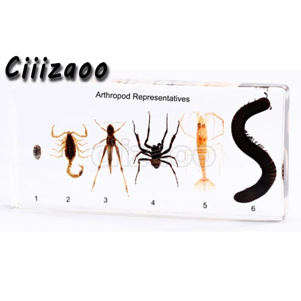 Представители Arthropod образец пресс папье Taxidermy коллекция встроен в Прозрачный Lucite