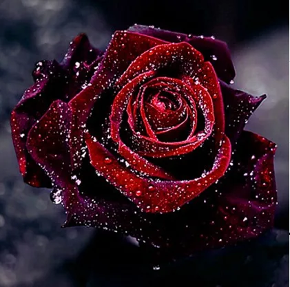 Хобби 5d алмазная вышивка роза алмаз цветы волк набор мазайка стразы|mosaic kit|5d