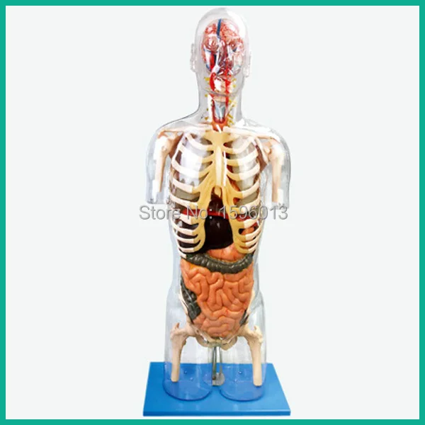 

Прозрачное туловище с внутренними органы модель, анатомическая модель человеческого торса 53 точки помечены