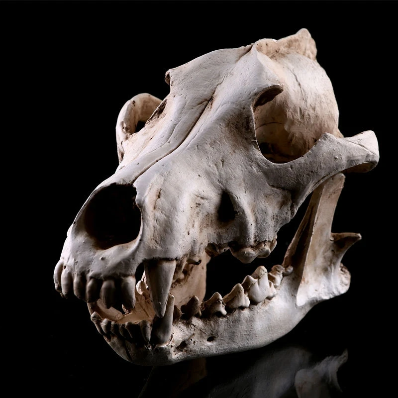 Креативная каучуковая копия черепа Шакала LBER 11x22x12 см Реплика обучающей модели