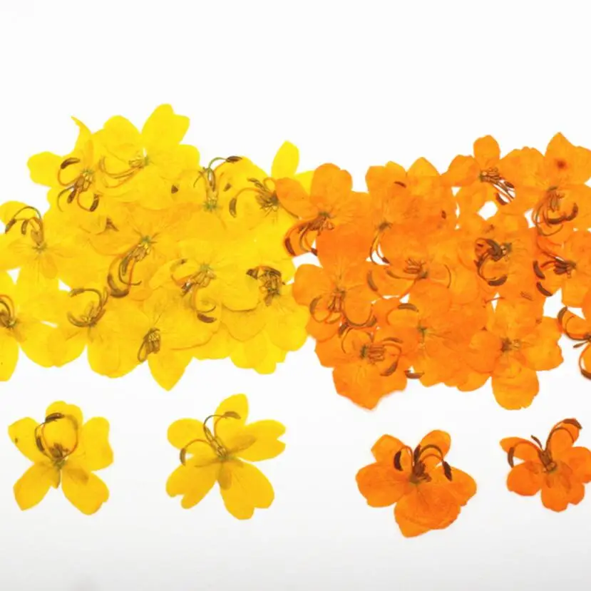 

250pcs Pressed Dried Cassia Butterfly Flower Filler For Epoxy Resin Jewelry Making Postcard Frame Phone Case Craft DIY