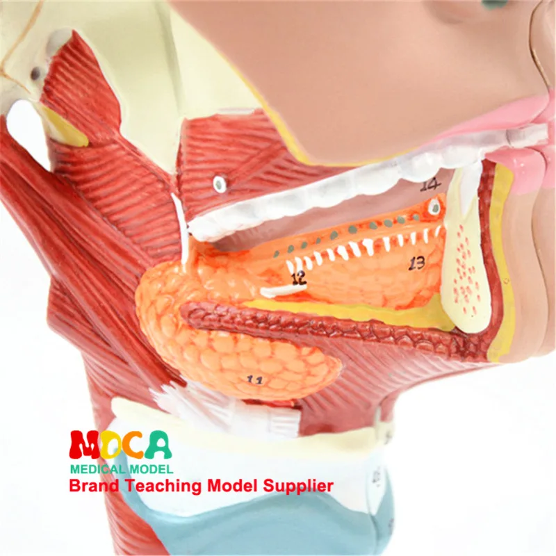 2 Parts Pharyngeal muscles and larynx Anatomical model Oronasal Anatomy of lingual muscle Head Model Medicine Teaching | Канцтовары для