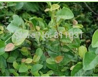 New Home Garden Plant 20 Seeds Genuine Climbing Fig Ficus Pumila Creeping Free Shipping |