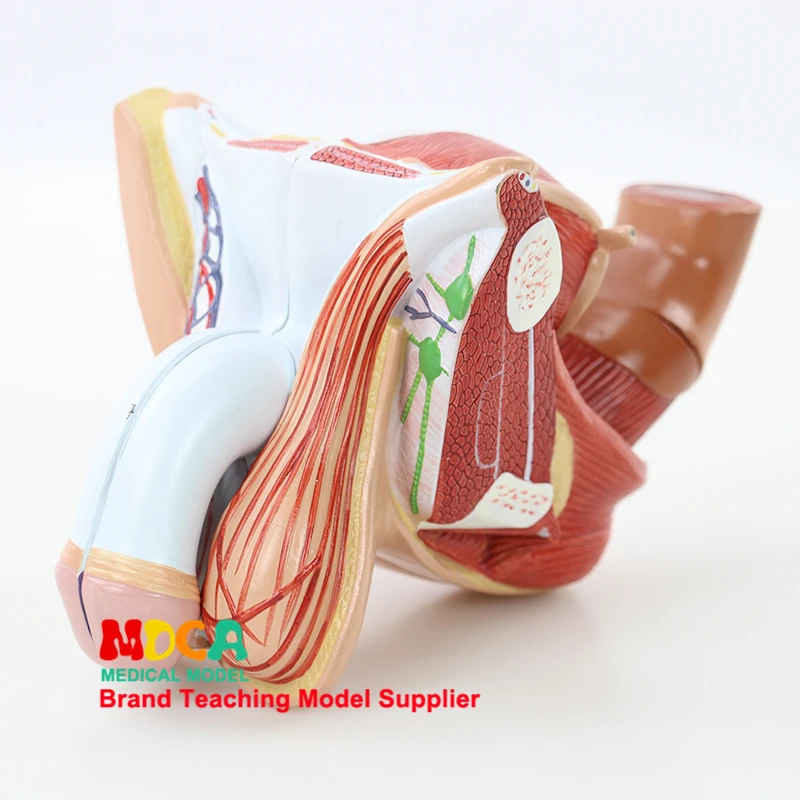 MSZXT006: обучающая модель планирования семьи медицина для мужчин гениталий яиц