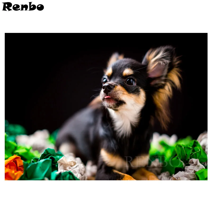 DIY Алмазная картина прекрасный Чихуахуа собака фотографии страз 5d мозаика со