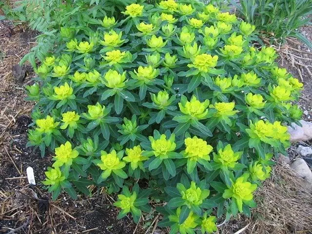 New Home Garden Plant 3 Seeds Cushion Spurge Euphorbia Polychroma Flower Free Shipping |