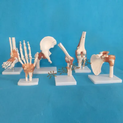 6pcs set Модель скелета человека 6 шт. модель сустава скелета плеча, локтя, запястья, бедер, колена и лодыжки модель суставов - Цвет: 6pcs set