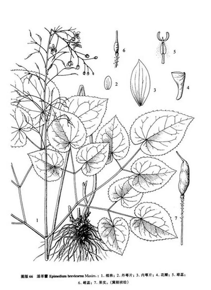 Чистый Epimedium роговой экстракт козьей травы порошок, 20% Икариин мужской эрекции мощный, более сексуальное здоровье