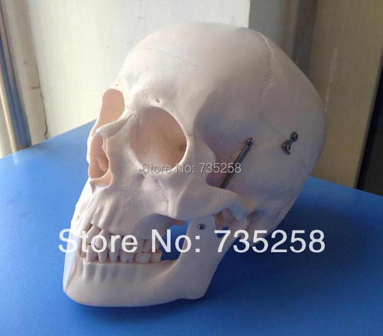 Human Skull Model,Senior 1:1 Skull Model,Head model,Skull Teaching Model