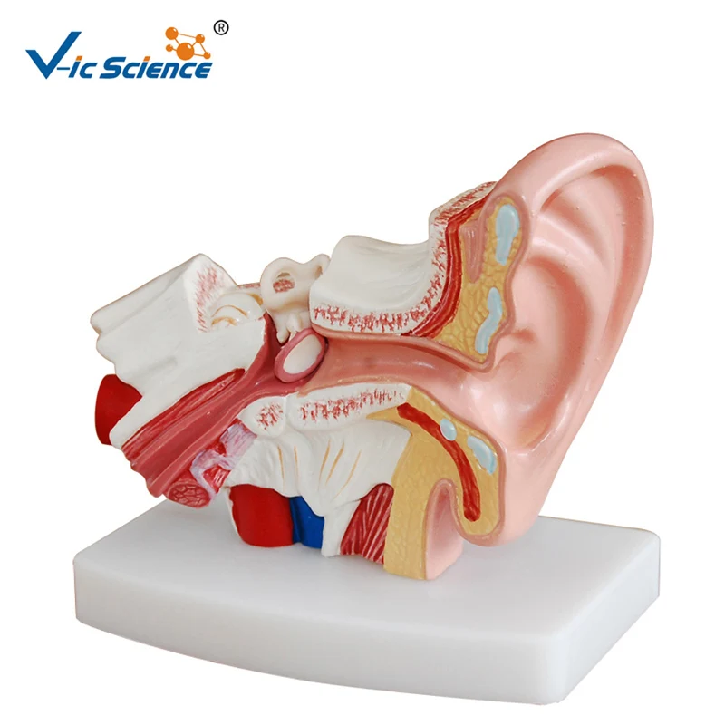 

Advanced PVC Medical Desktop Anatomy Human Ear Model for Doctors Decoration