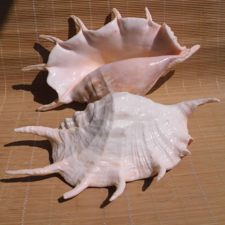 Морские ракушки натуральное ремесло большой паук для украшения аквариума
