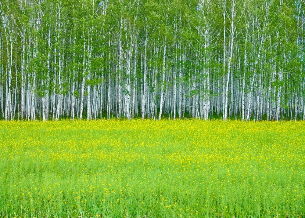 Capisco фото фон зеленый лес цветок море природа пейзаж для фотостудии Новое