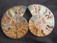 pairs of split ammonite fossil specimen shell healing madagascar a5