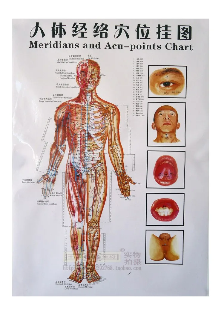 3 шт. 50*80 см диаграмма меридианов и полуточек акупунктурный массаж настенная на