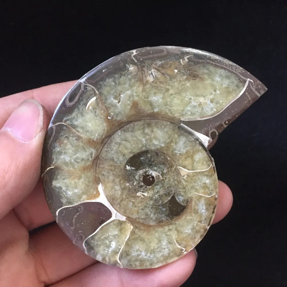 94 г аммонит PRETTY NAUTILUS MADAGASCAR FOSSIL с лечебным действием образцы Рождественский