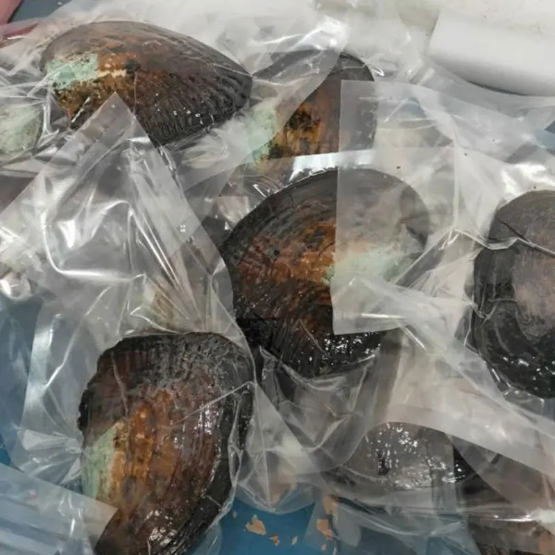 

XUELUO Vacuum Packing Natural Freshwater Pearl Mussels , Pearl Oyster Wholesale