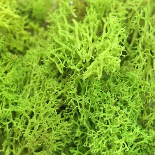 Light green Рога вечный мох растение стены Искусственные растения газон фон Сделай Сам стены украшения дома стены Бонсай Аксессуары - Цвет: Light green