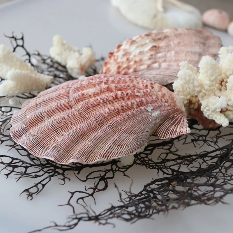 Бесплатная доставка (1 шт./лот) натуральная раковина и ракушка в виде Львиной лапы