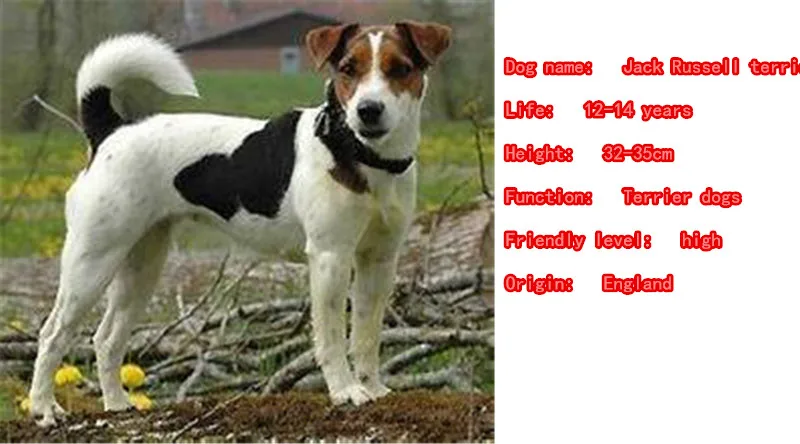 Mdogm Наборы украшений в форме животных для собак Джека Расселла терьера ожерелье