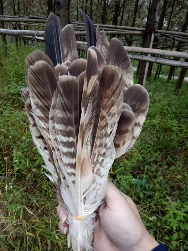 Новинка 2016 натуральные орлиные перья оптом 50 шт 6 13 дюймов/15 32 см|feather 50|natural eagle