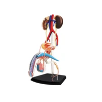 4d male reproductive system intelligence assembling toy humanorgan anatomy model medical teaching diy popular science appliance