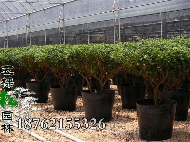 300 шт./лот пластиковый пакет тонкие саженцы контейнер для садовых ферм бонсай 8*8