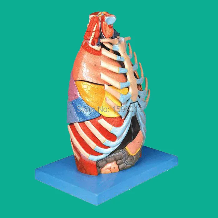 Модель грудной полости анатомическая модель груди клетки | Канцтовары для офиса
