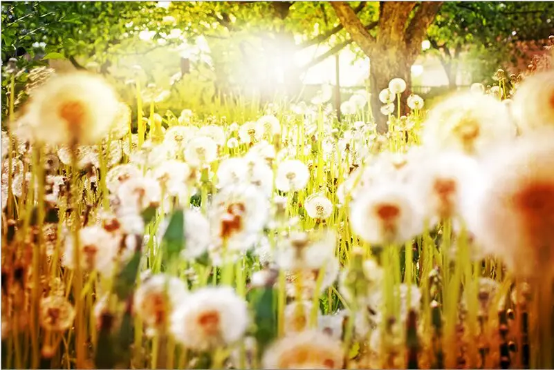 

Dandelion The wooden puzzle 1000 pieces ersion paper jigsaw puzzle white card adult children's educational toys
