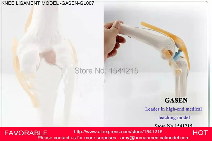 Анатомическая медицинская функциональная модель Связки коленного сустава для