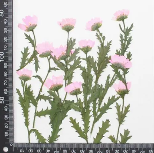 120pcs 5-7cm Side Pressed Dried Daisy Flowers Plant Herbarium For Jewelry Postcard Invitation Card Phone Case Bookmark Craft DIY | Дом и сад