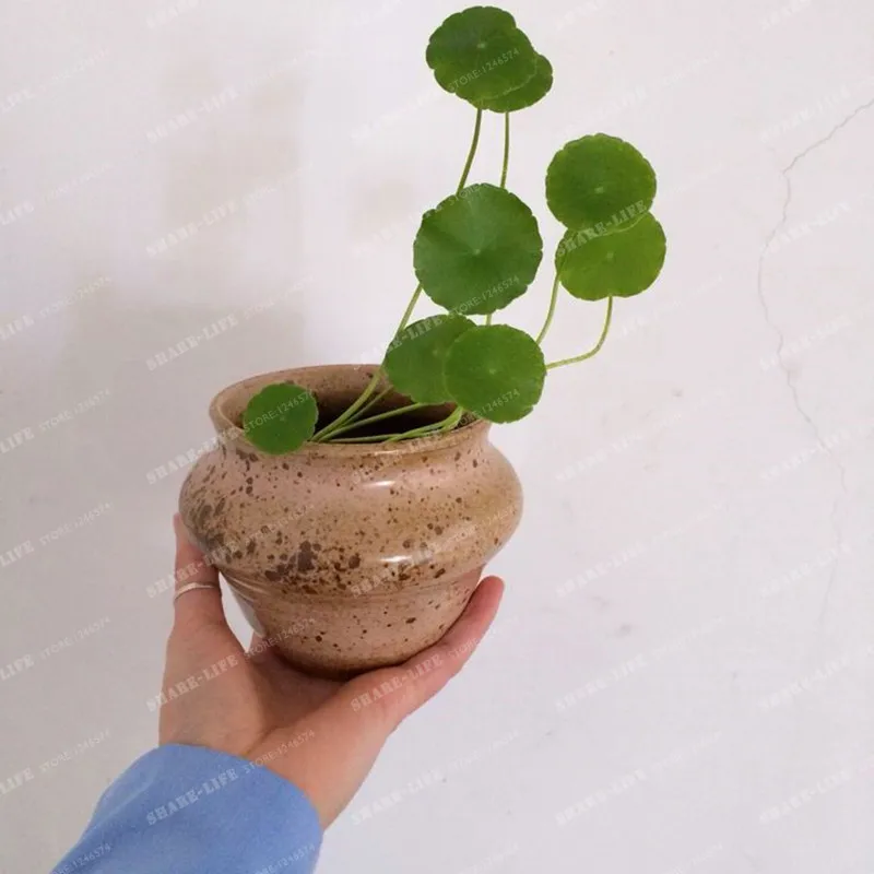 Potted 100Pcs Hydroponics Flower Aquarium Plants Penny Grass Bonsai Best Indoor Plant Hydrocotyle Vulgaris |