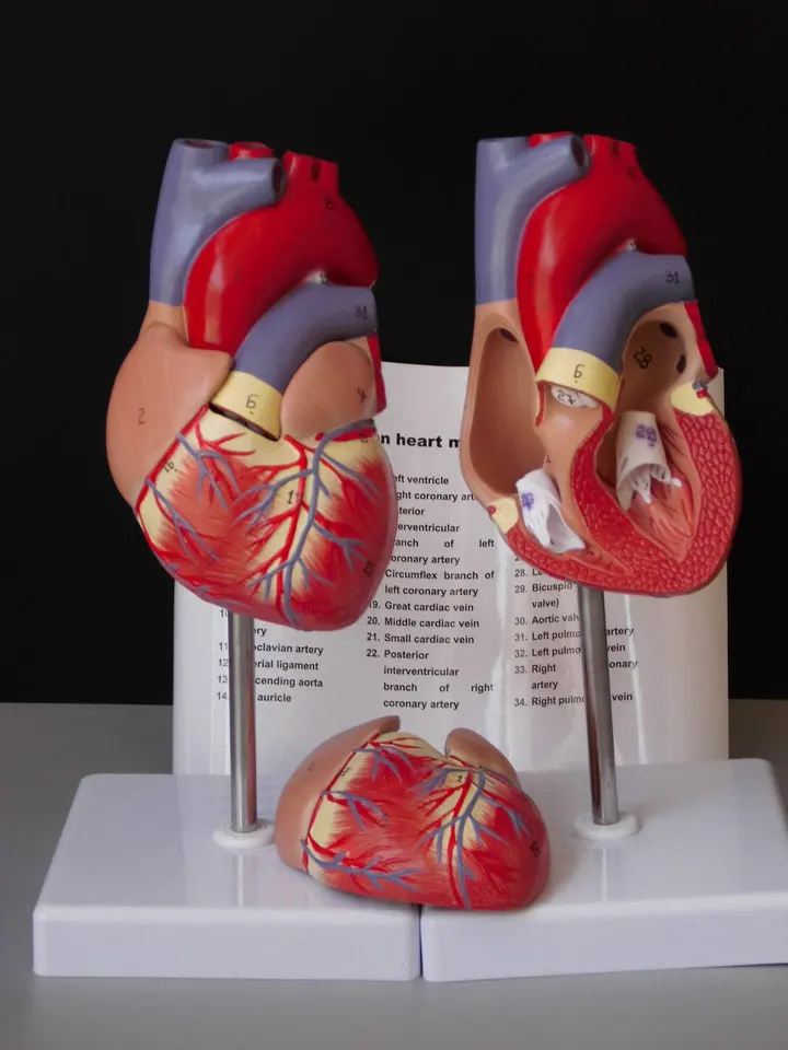 Медицинский человеческий череп Φ Роскошная Анатомия сердца модель зубов с