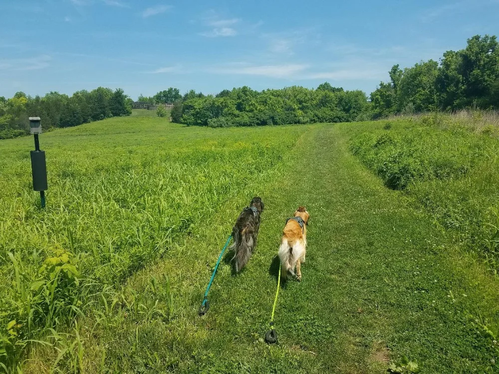 5FT Светоотражающий Поводок для собак с удобными мягкими поводок ручкой ночного